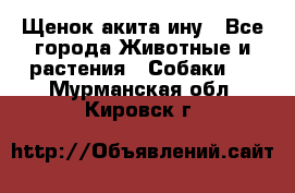 Щенок акита ину - Все города Животные и растения » Собаки   . Мурманская обл.,Кировск г.